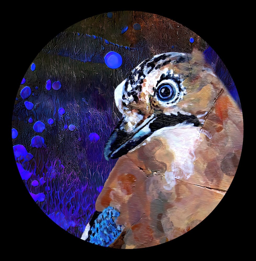 Curious jay in blues