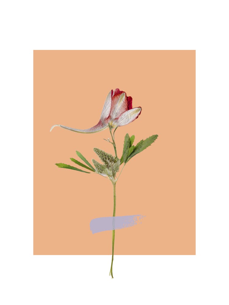 Rose 7