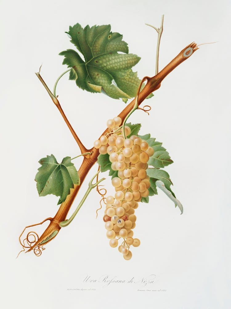 Vermentino Grapes (Vitis Ligustica Feracissima) From Pomona Italiana (1817 1839), Giorgio Gallesio