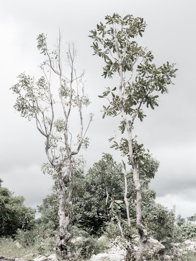 Botanical Trees With Cloudy Sky