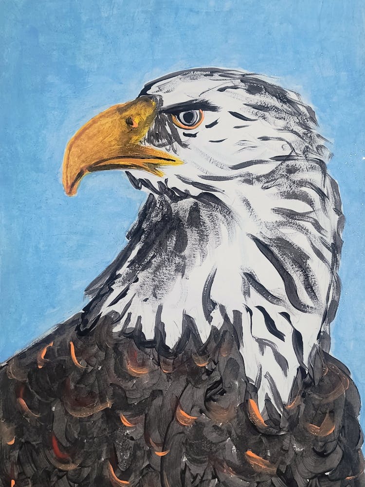 Bald Eagle