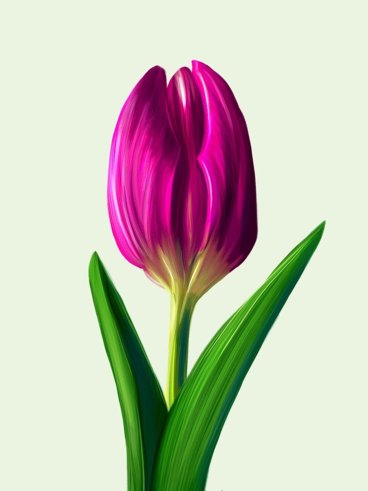 A pink tulip.