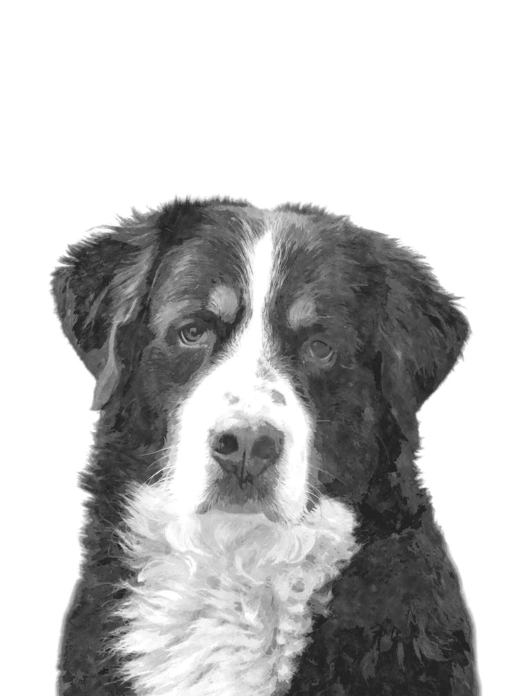 Black and White Bernese Mountain Dog