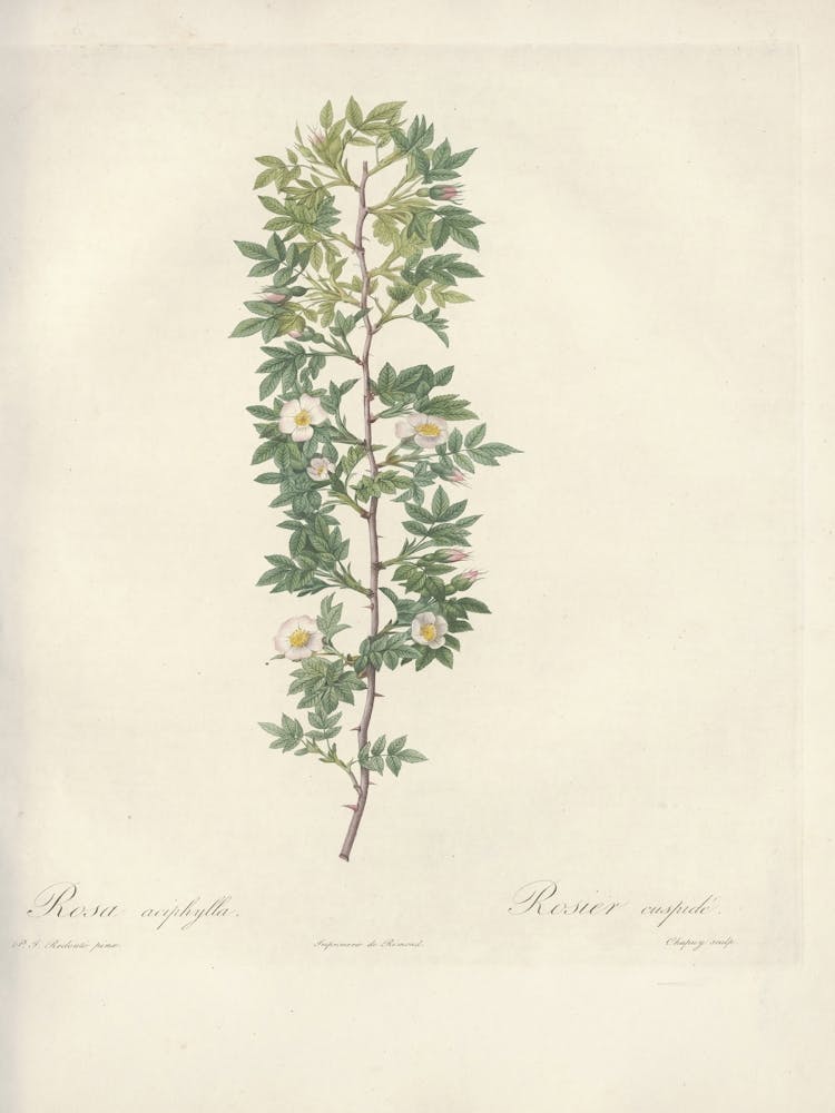 Rose Illustration, Pierre Joseph Redoute (12) 1