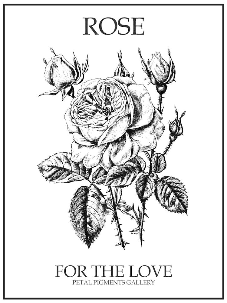 Black And White Rose Line Drawing 10 Poster