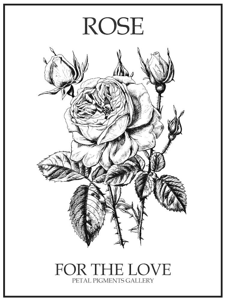 Black And White Rose Line Drawing 10 Poster