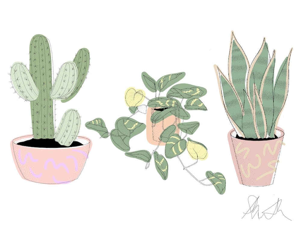 Trio Of Plants