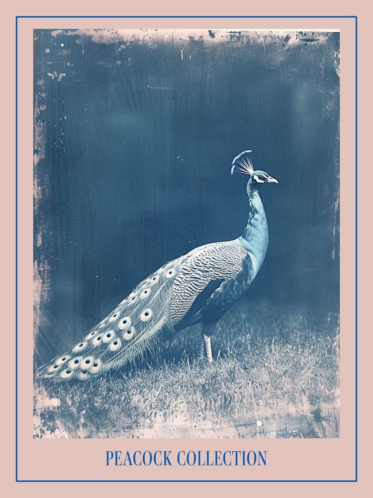 Blue Peacock In A Field Cyanotype Inspired Poster