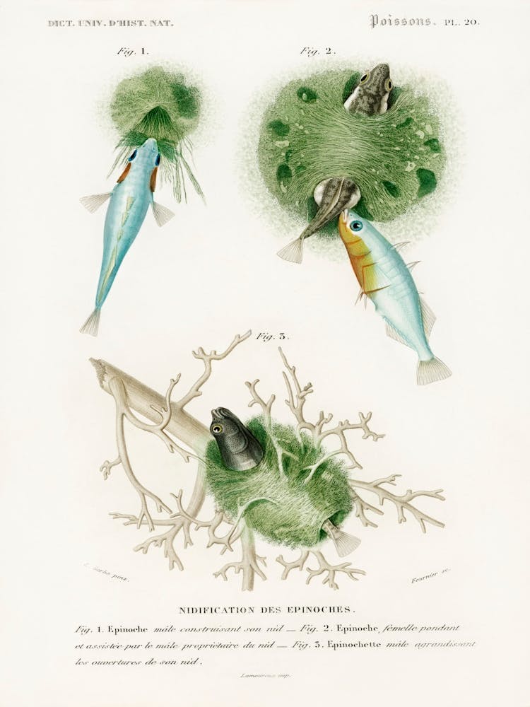 Gasterosteus Aculeatus, Charles Dessalines D' Orbigny