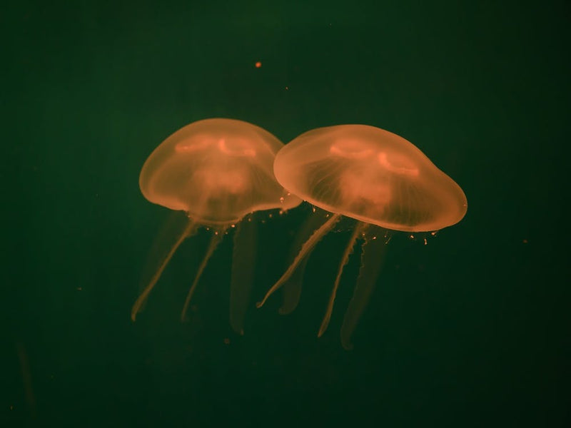 At the aquarium #5
