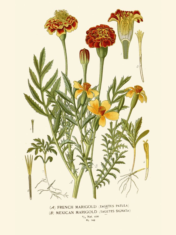 Carnations 3