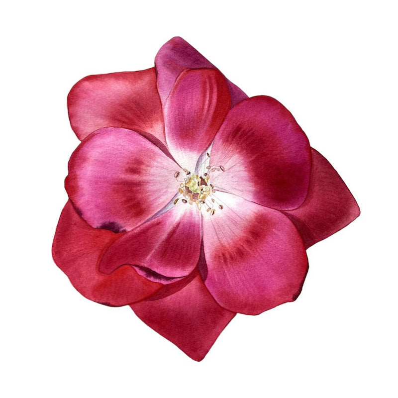 Magenta rose in bloom