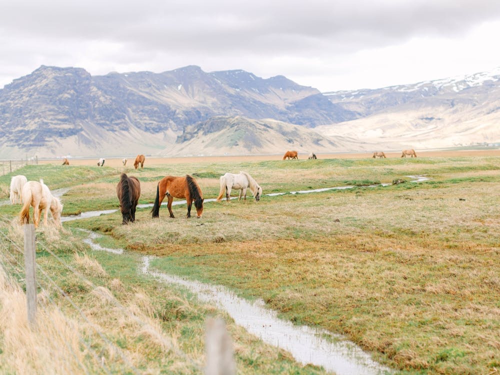 Horses In Iceland