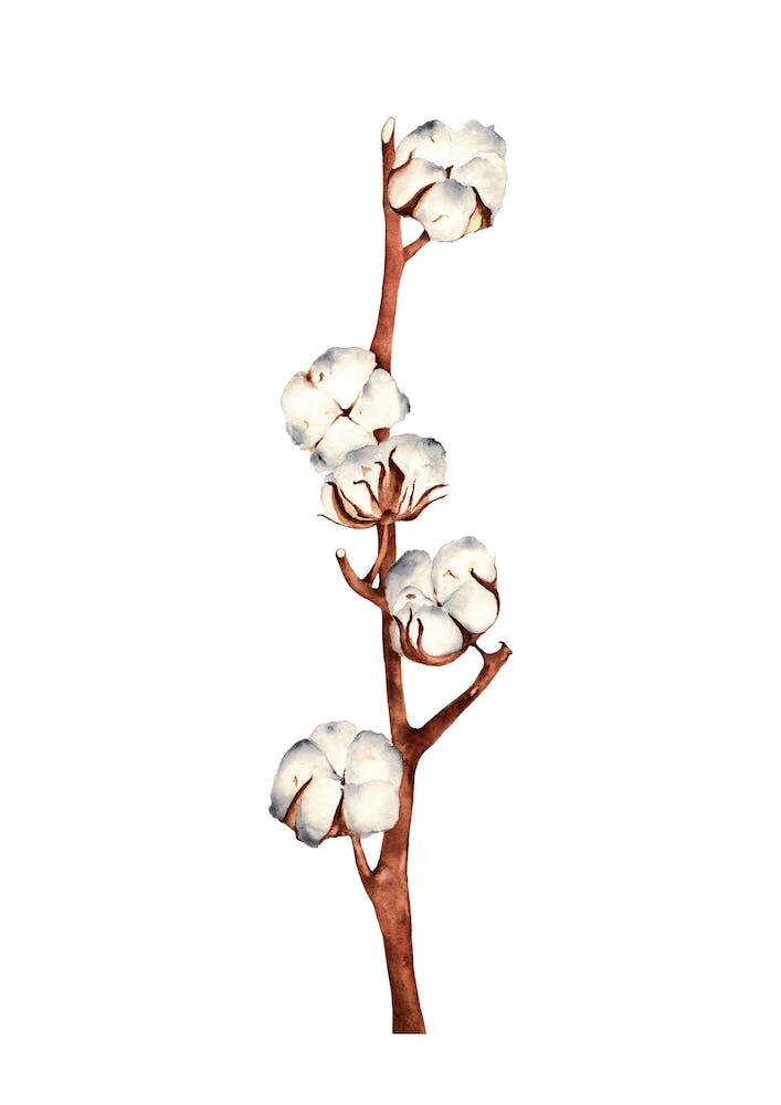 Cotton