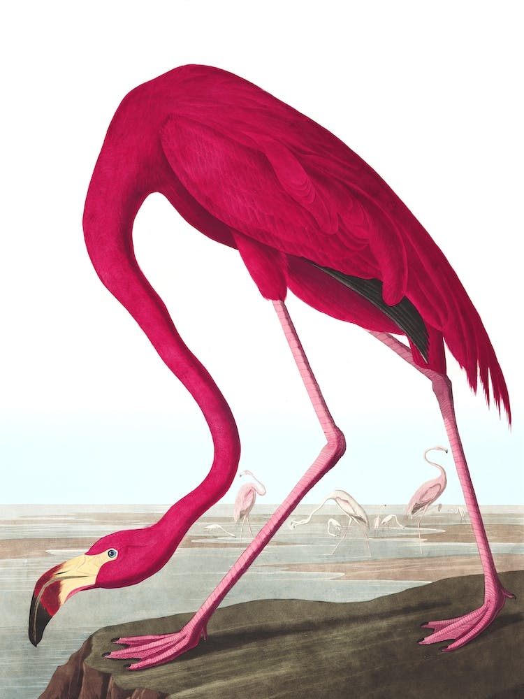 American Flamingo II