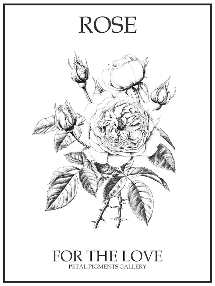 Black And White Rose Line Drawing 3 Poster