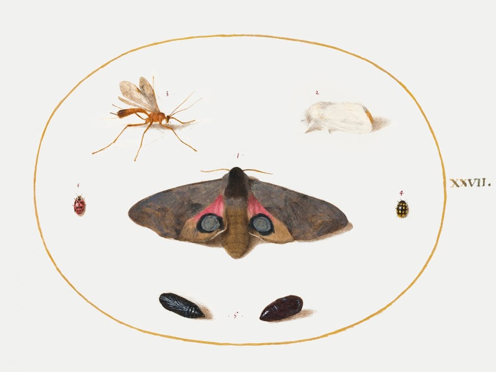 Zwei Motten, zwei Chrysaliden und andere Insekten (1575–1580), Joris Hoefnagel