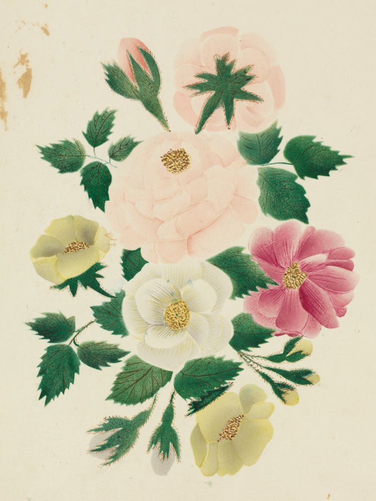 Chinesische Rosen