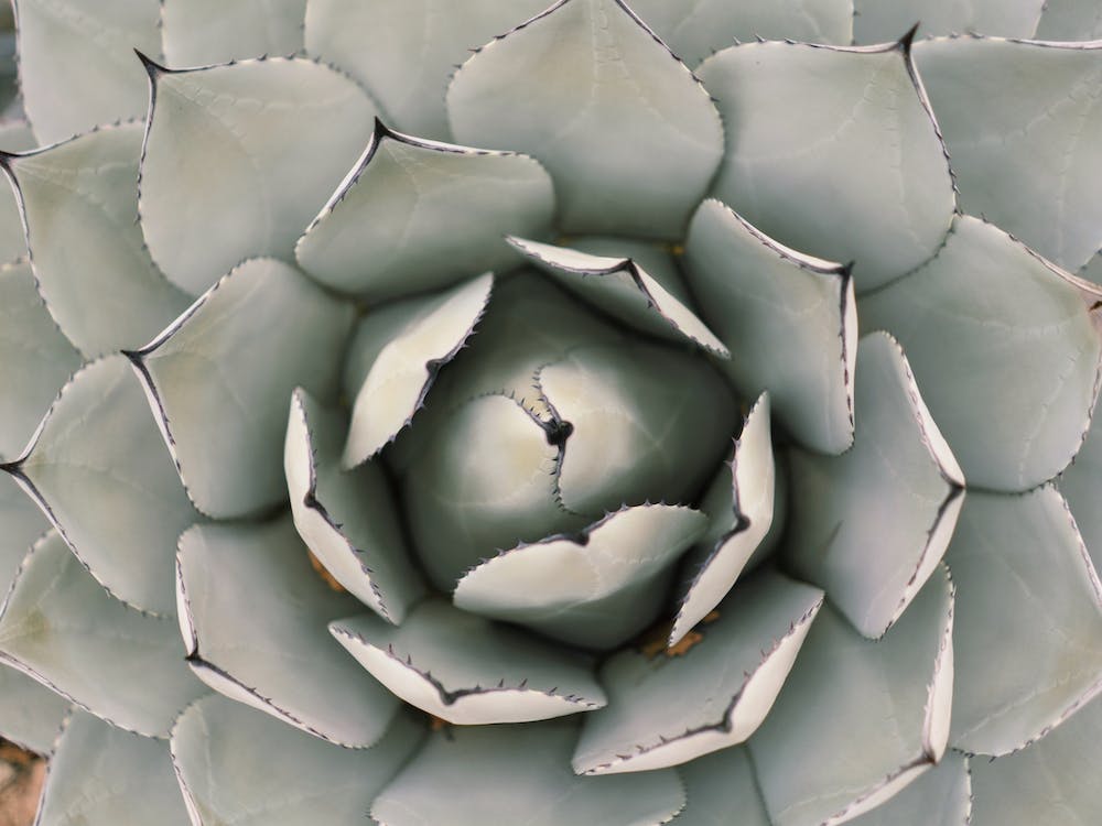 Green Agave Plant