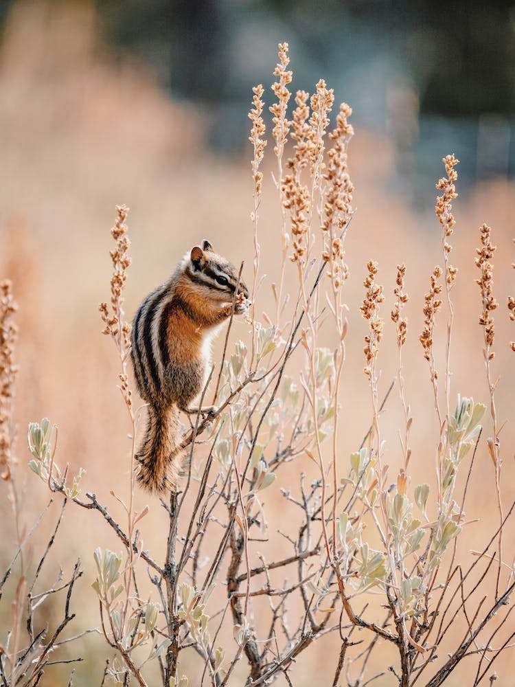 Chipmunk On Tall Grass