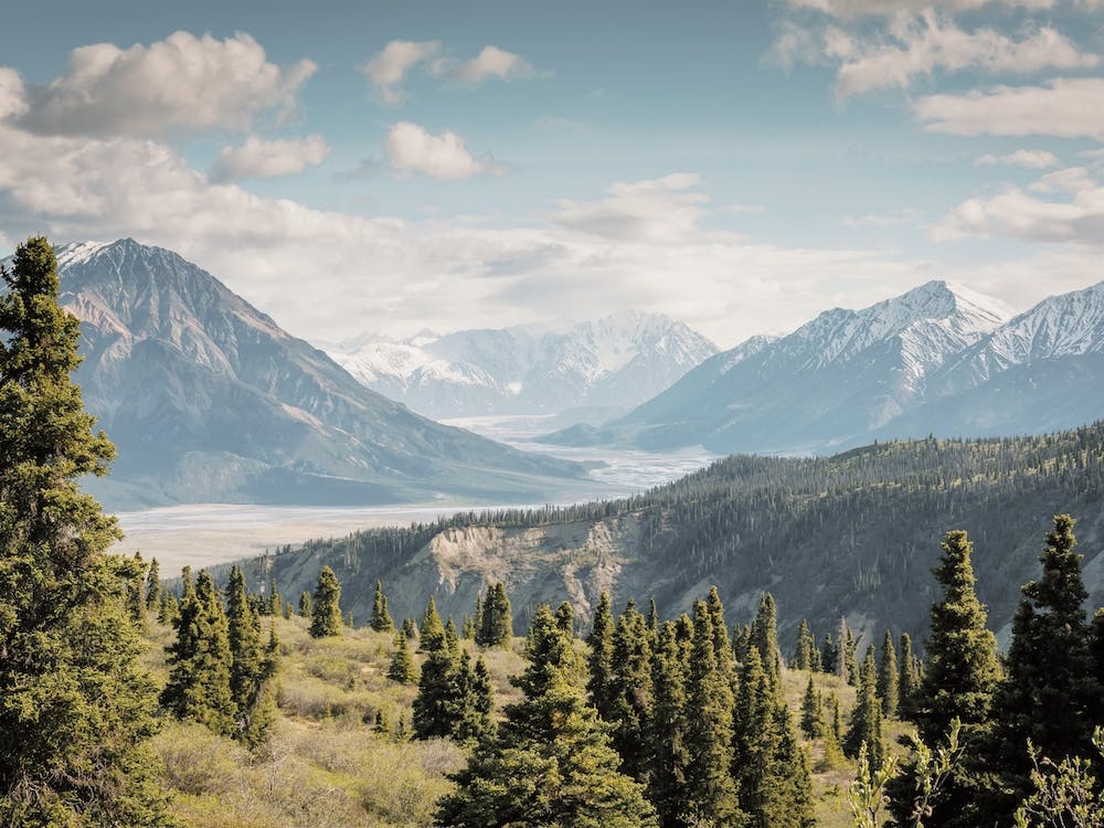 Forest Along Valley Basin