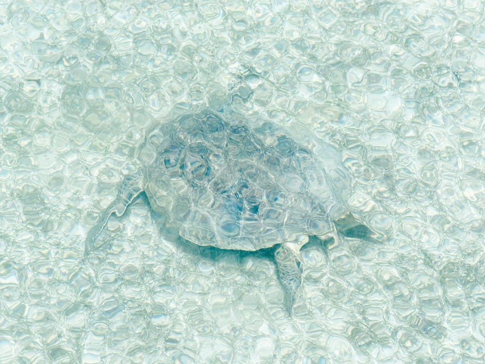 Turtle In The Sea Close To Borneo