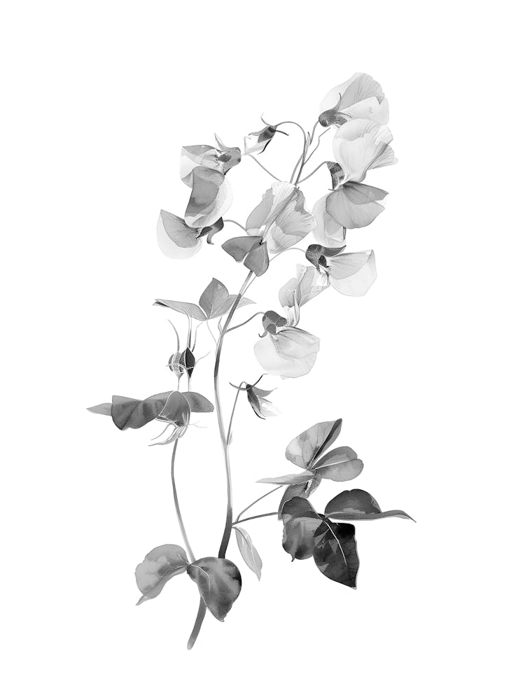 Schwarz-Weiße Blumen 39
