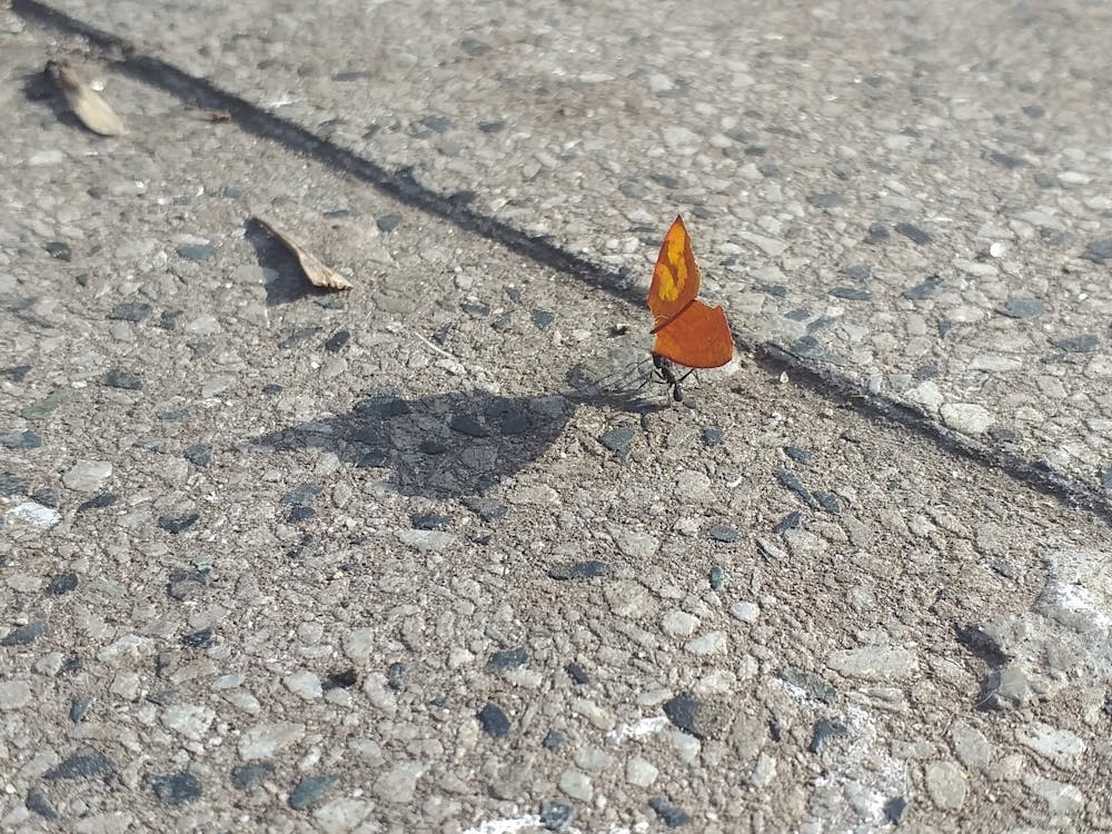 Kleine Ameise ist ein hübscher Schmetterling