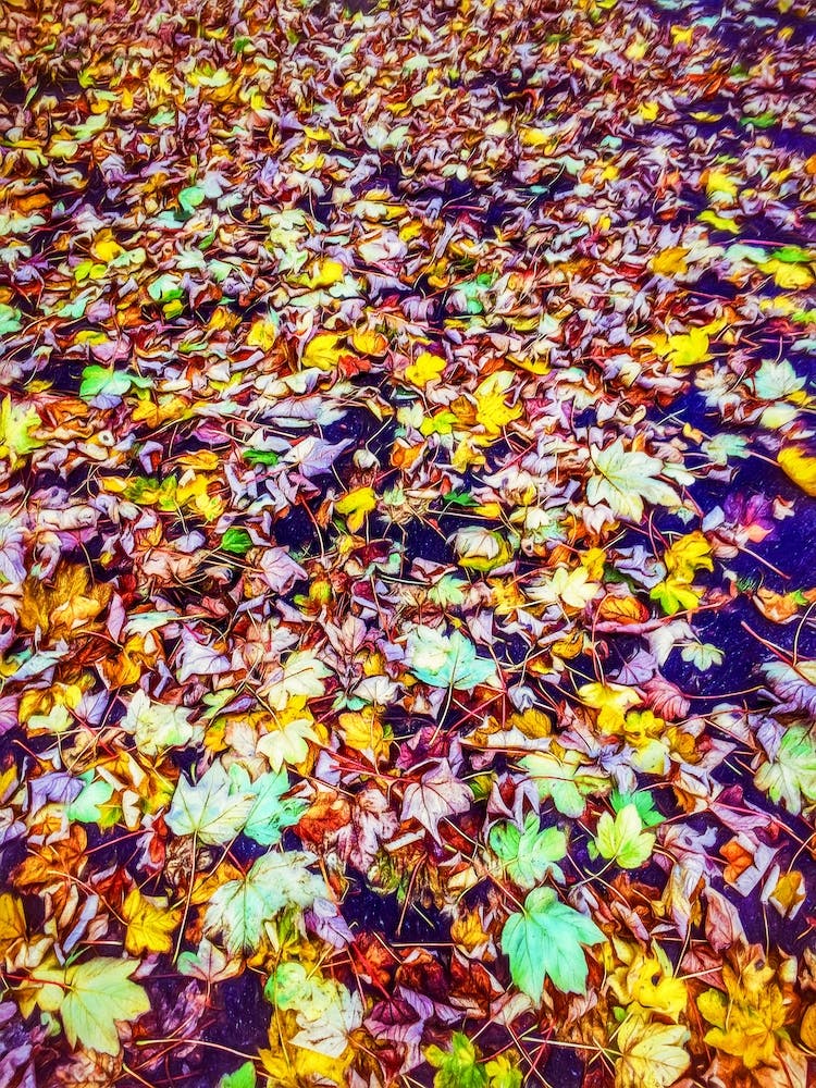 Carpet Of Fallen Leaves