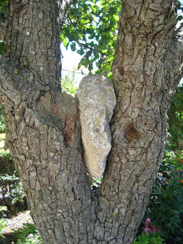 Rock In A Tree