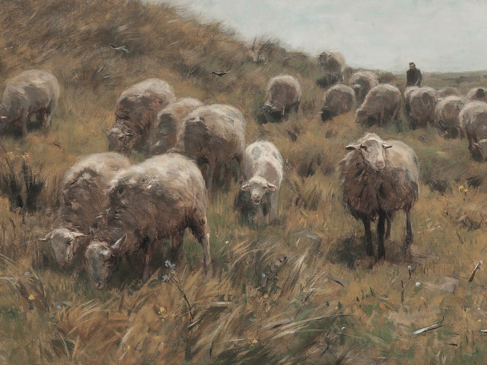 Vintage Sheep