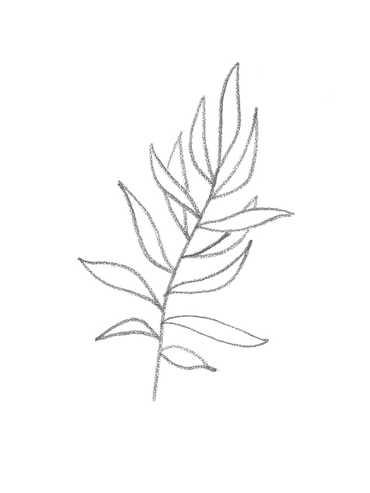 Drawing Of A Leaf