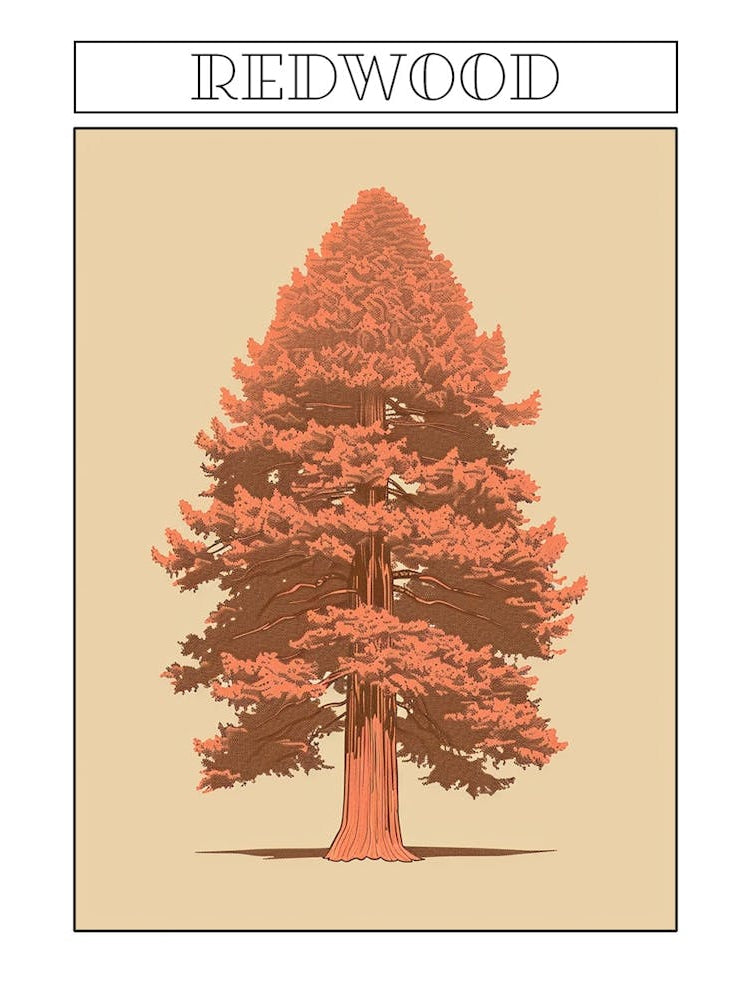 Redwood Tree Minimalistic Drawing 2 Poster