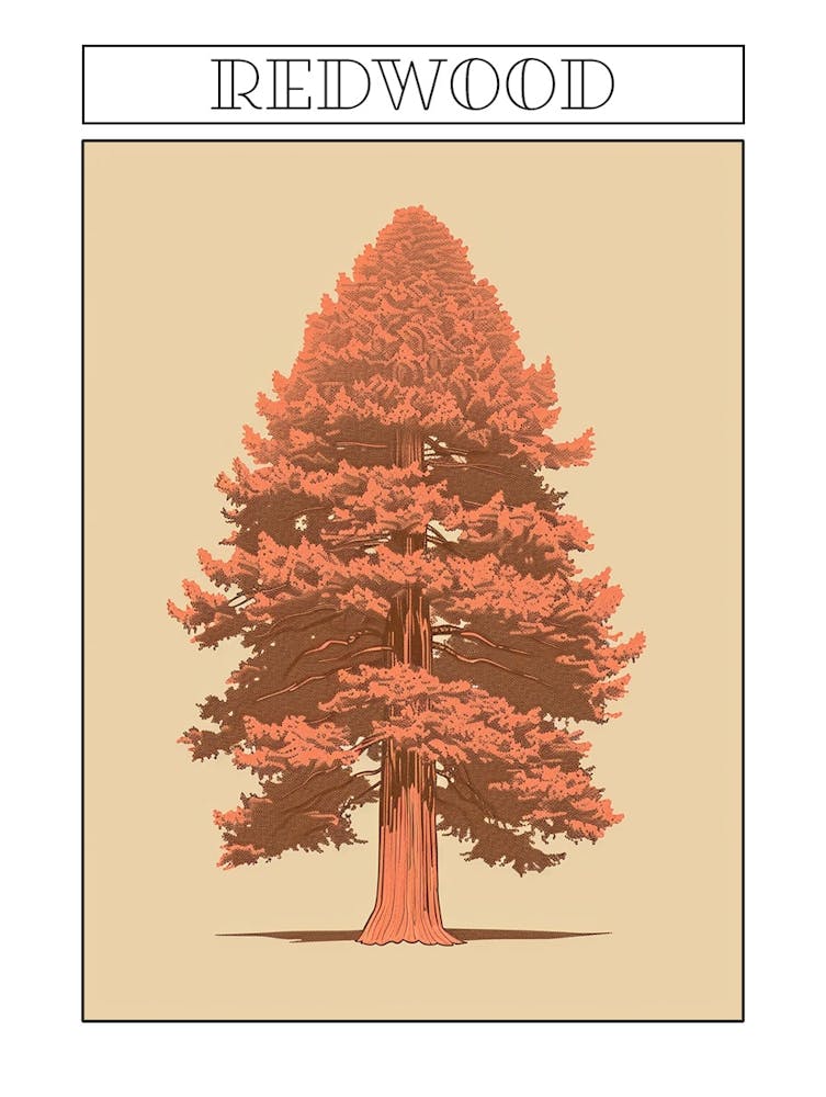 Redwood Tree Minimalistic Drawing 2 Poster