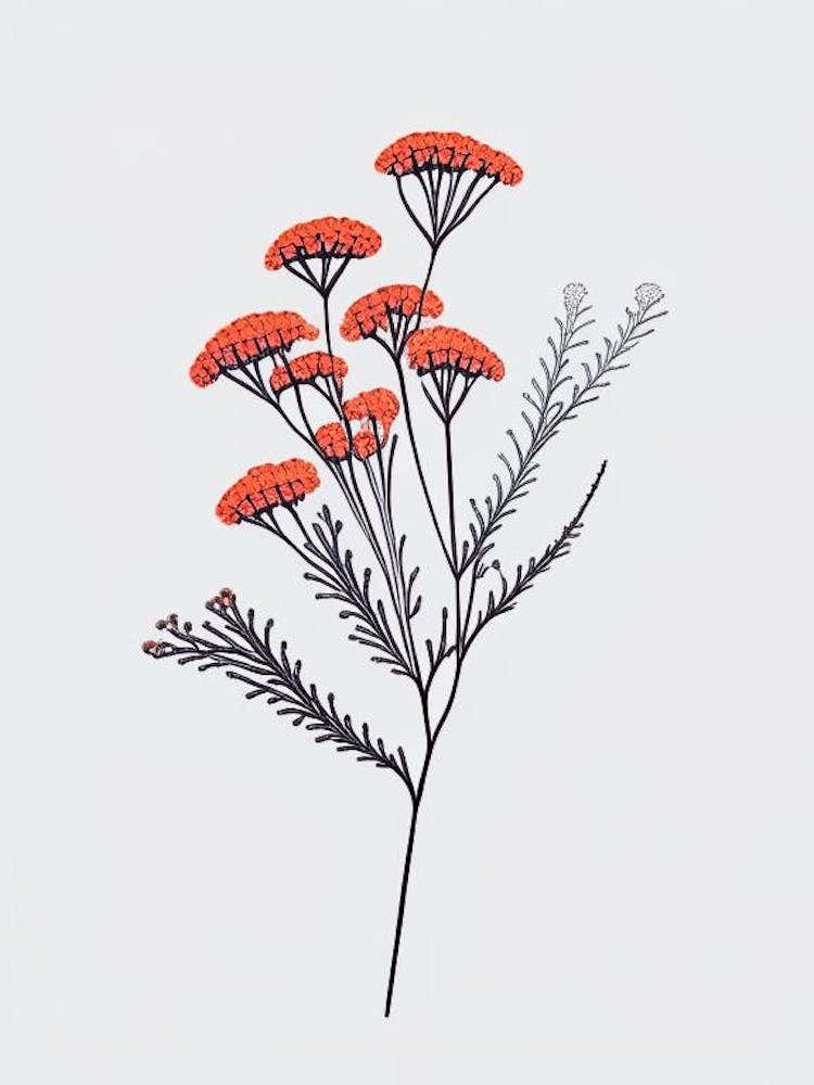 Yarrow Floral Minimal Line Drawing 2 Flower