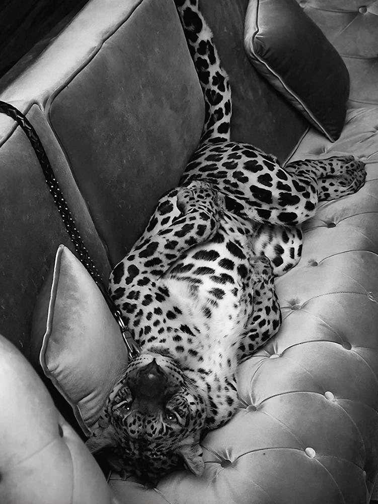 Panther On The Sofa Black And White
