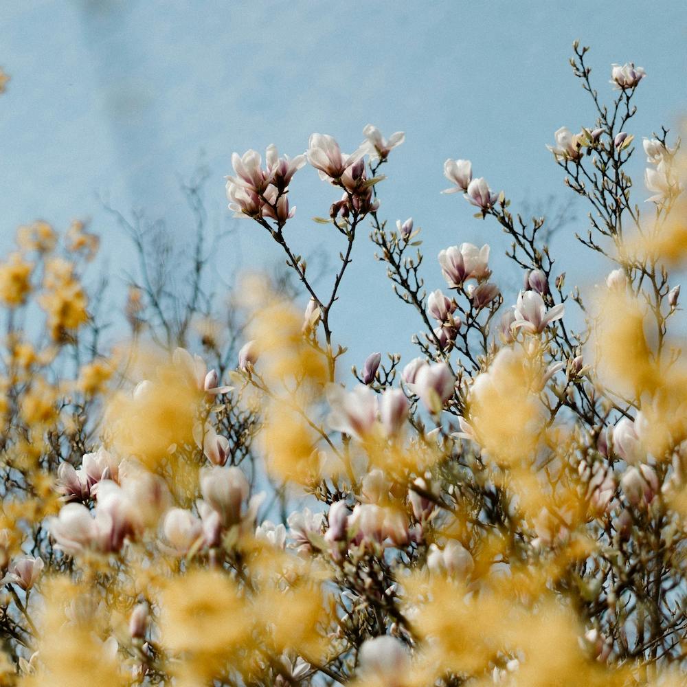 Fleurs de Printemps Roses et Jaunes Photographie Nature et Florale Colorée Carrée