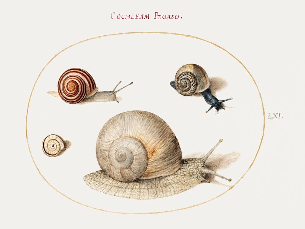 Four Snails (1575–1580), Joris Hoefnagel