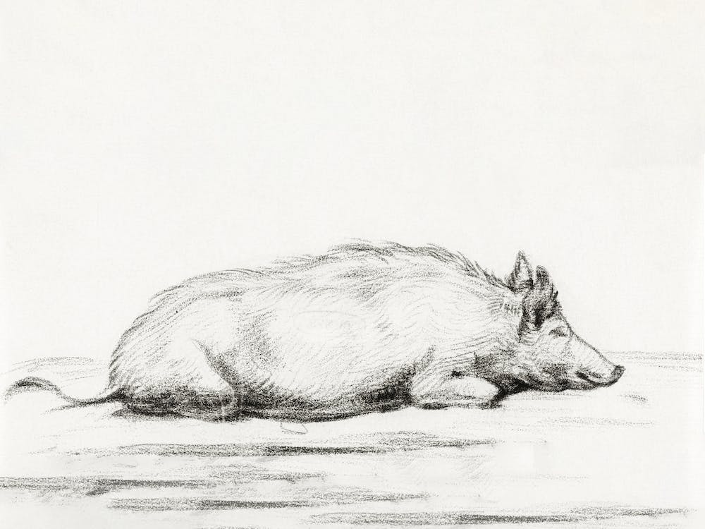 Lying Pig 1, Jean Bernard