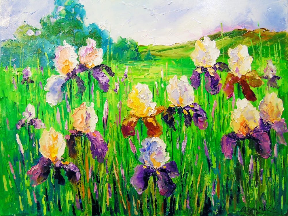 irises in the field