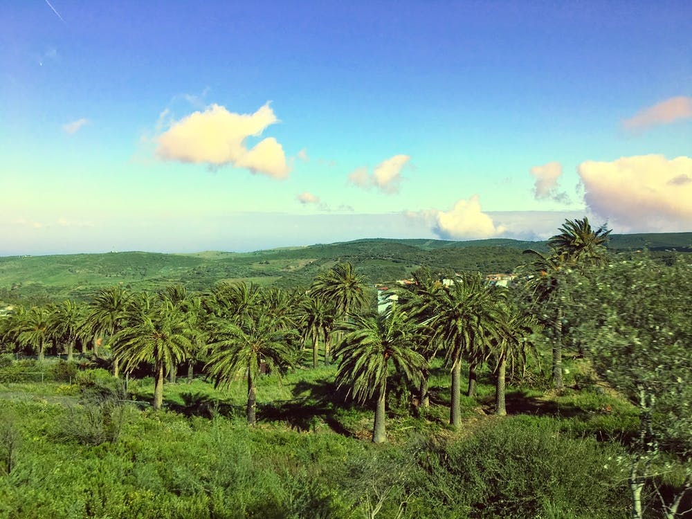 Palm Trees In Santa Cruz De Tenerife, Canary Islands (Spain Series)