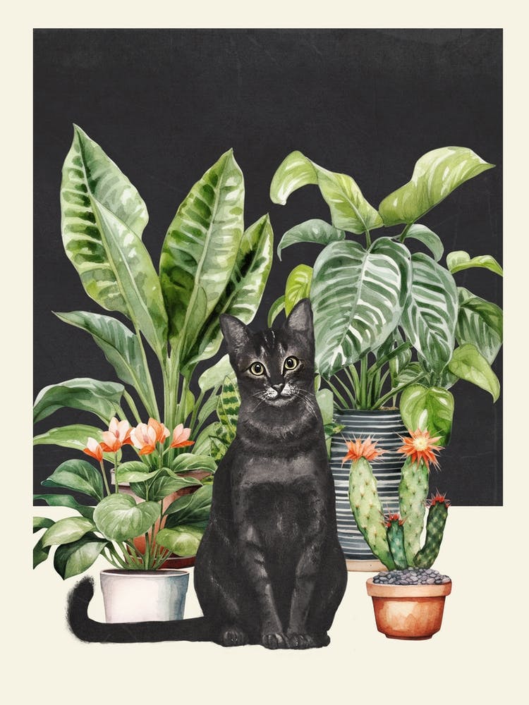 Black Cat And House Plants