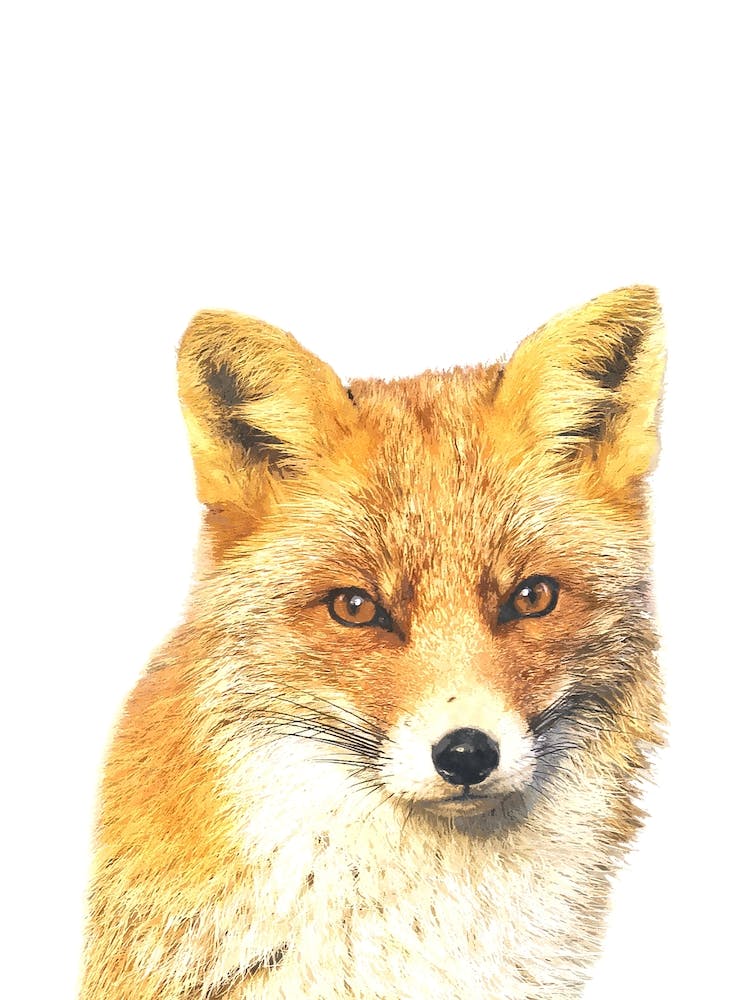 Red Fox