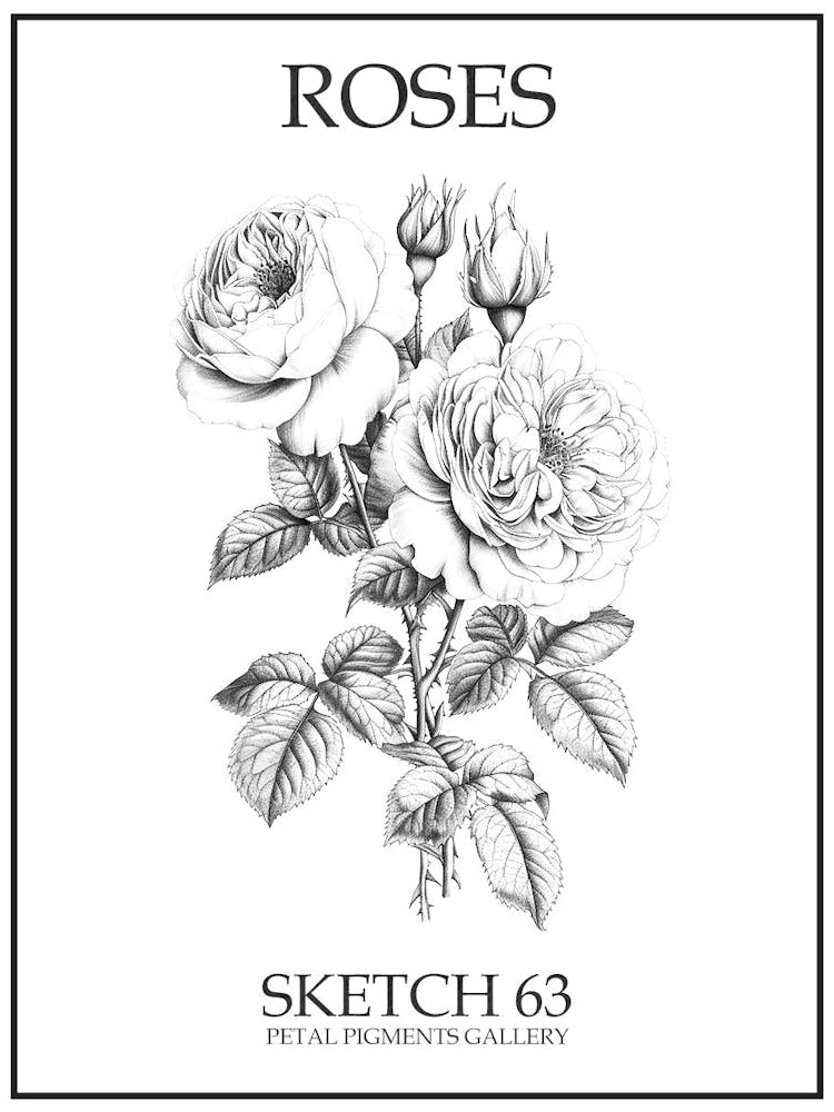Roses Sketch 63 Poster