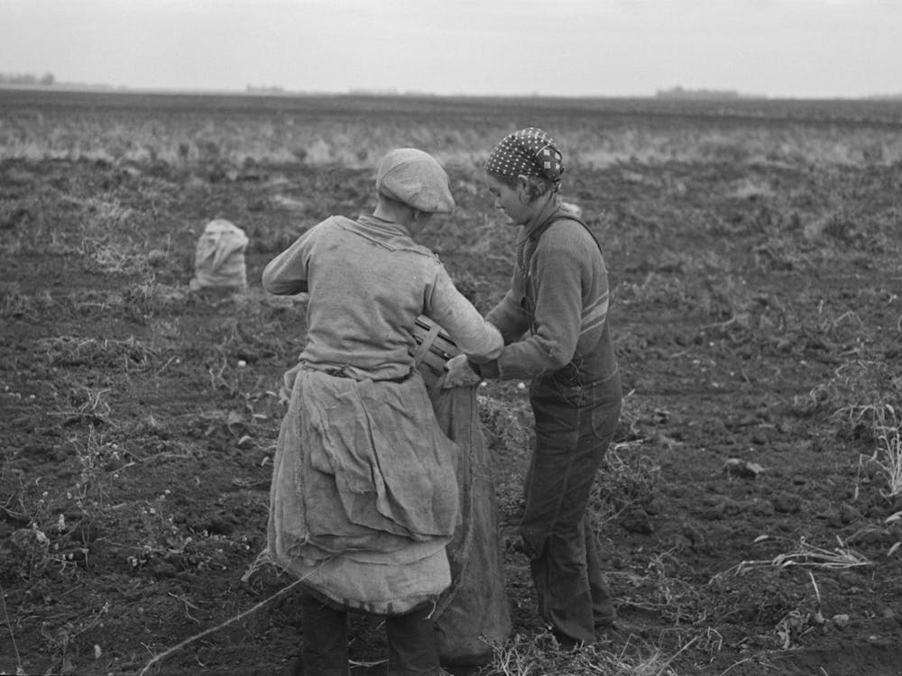 Untitled Photo, Possibly Related To Emptying Potatoes From Baskets Into Bags, Each Bag Takes Two Baskets An