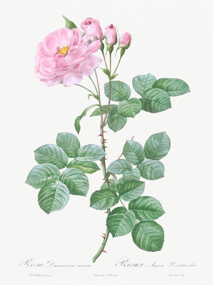 Aurora Poniatowska,, Pierre Joseph Redoute