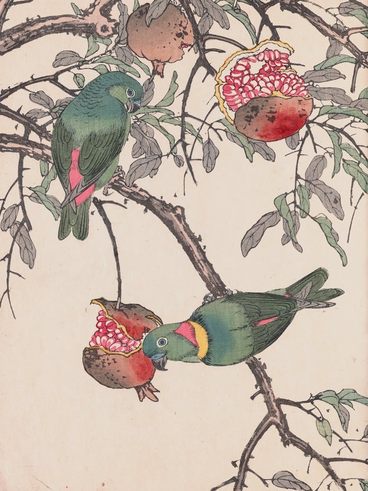 Parrots On Pomegranate