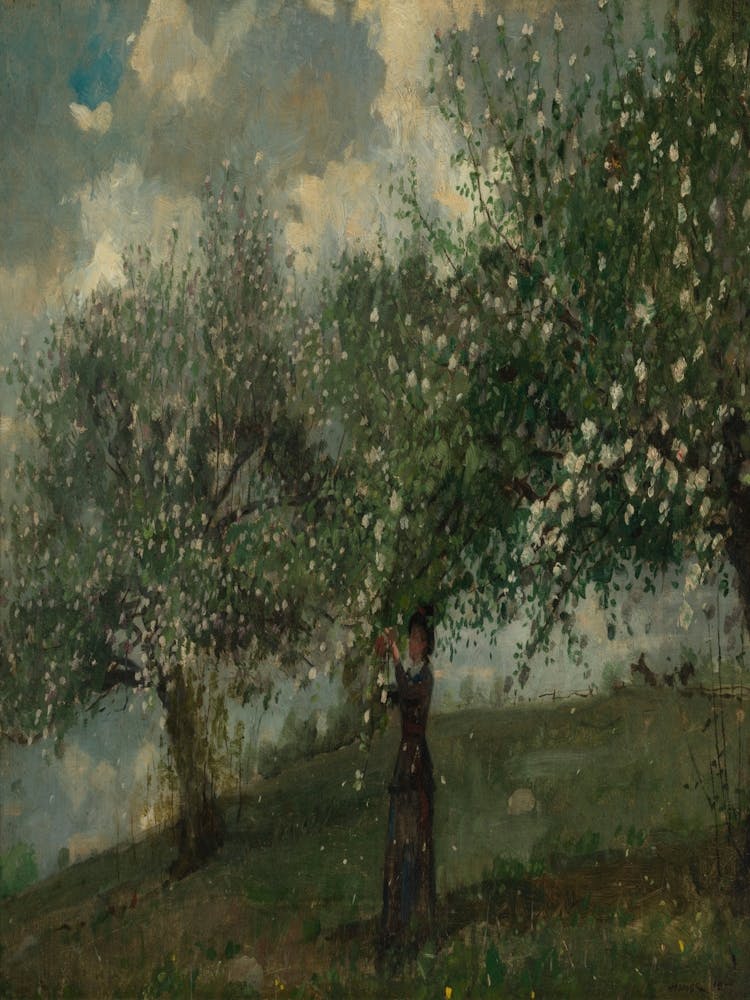 Apple Blossoms In The Orchard