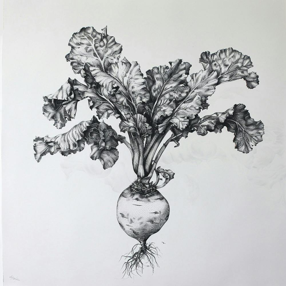 Beetroot 1