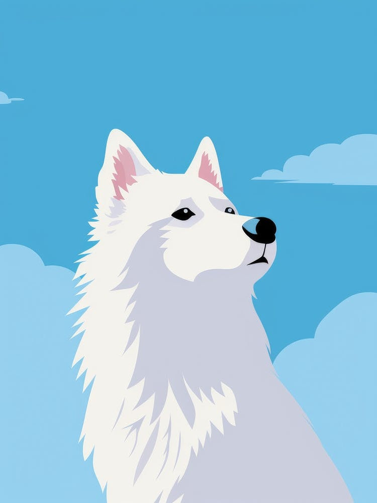 Samoyed 1
